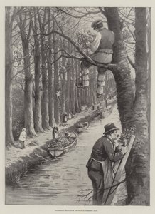 Gathering Mistletoe in France, Present Day